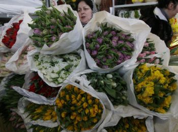 пограничники не пустили в россию 30 тысяч тюльпанов из польши