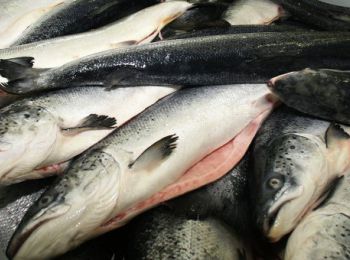 норвежские производители рыбы увеличили прибыль, несмотря на эмбарго рф