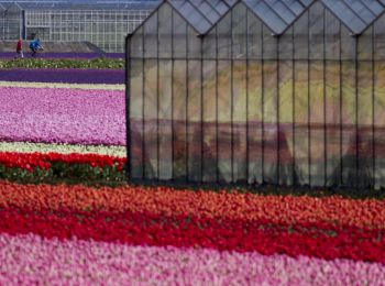 в россии могут запретить цветы из голландии