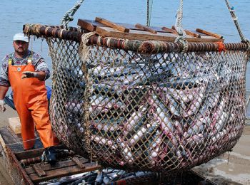 российская рыба не будет экспортироваться необработанной