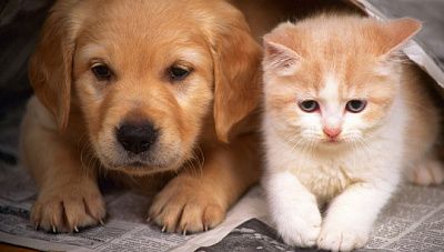 ученые из рф опровергли версию о передаче covid-19 от кошек и собак