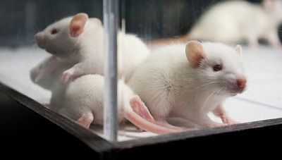 в рф появятся собственные мыши для тестирования вакцины от коронавируса