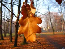 В России ожидается теплый ноябрь