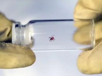 в красноярске разработали экспресс-метод диагностики клещевого энцефалита - Сайт Газеты «Совершенно Секретно»