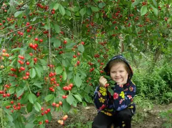 Крымск: 500 тысяч для Геннадия Пелипенко - Совершенно Секретно