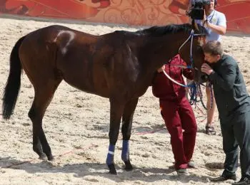 кадыров ждет от запада извинений за испорченное настроение его лошадей - Сайт Газеты «Совершенно Секретно»