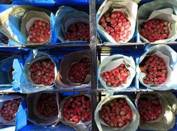 голландия назвала «цветочные санкции» ответом россии на трибунал по «боингу» - Сайт Газеты «Совершенно Секретно»