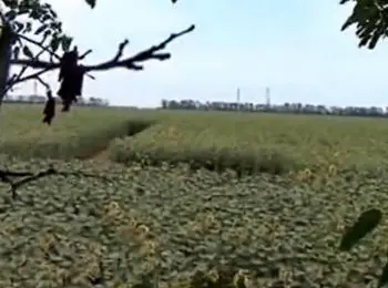 в краснодарском крае появились таинственные пиктограммы на полях - Сайт Газеты «Совершенно Секретно»