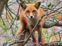 Минприроды обновило оценку стоимости диких животных