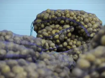 в россии к новому году резко подорожают яблоки и картофель - Сайт Газеты «Совершенно Секретно»