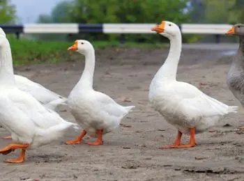 карельские депутаты запретили гусям гулять по берегу озера - Сайт Газеты «Совершенно Секретно»