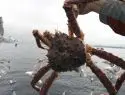 Браконьеры зарабатывают на дальневосточном крабе 200 млн долларов в год