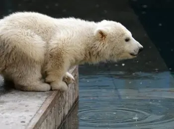 в день белого медведя жителя зоопарка алма-аты поздравили рыбным тортом - Сайт Газеты «Совершенно Секретно»