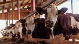 Фермеры просят Минпромторг отменить маркировку их продукции: она не защищает от контрафакта и ведёт к разорению