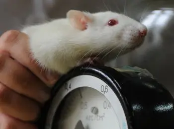 тараканы и крысы будут служить в разведке - Сайт Газеты «Совершенно Секретно»