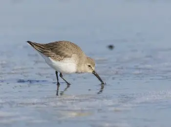 в мгу предупредили о смерти птиц в арктике из-за глобального потепления - Сайт Газеты «Совершенно Секретно»