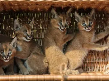 похищен котенок стоимостью более 400 тысяч рублей - Сайт Газеты «Совершенно Секретно»