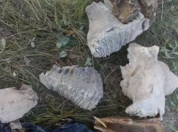 студенты обнаружили в хакасии крупные кости предка шерстистого мамонта - Сайт Газеты «Совершенно Секретно»