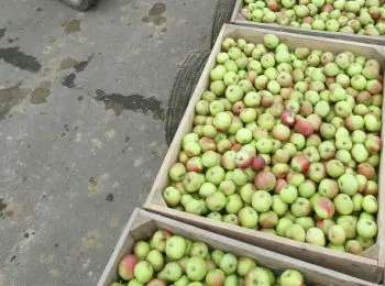 гниющие из-за российского эмбарго фрукты французы пустят на компоты - Сайт Газеты «Совершенно Секретно»