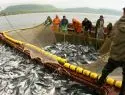 Росрыболовство увеличило добычу рыбы благодаря эмбарго