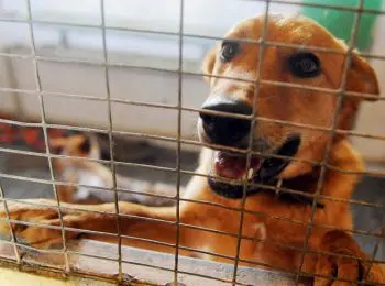 для догхантеров введут тюремные сроки - Сайт Газеты «Совершенно Секретно»