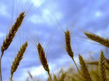 медведев оценил ущерб от засухи в регионах в 7 млрд рублей - Сайт Газеты «Совершенно Секретно»