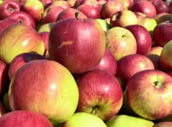 путин: россии не хватает отечественных яблок - Сайт Газеты «Совершенно Секретно»