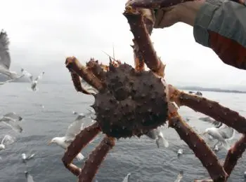 браконьеры зарабатывают на дальневосточном крабе 200 млн долларов в год - Сайт Газеты «Совершенно Секретно»