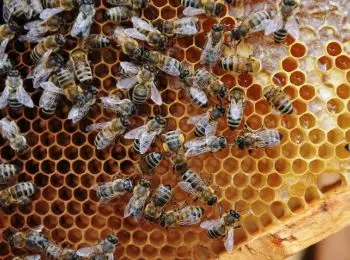 пчеловоды просят минсельхоз ограничить ввоз зарубежных сладостей - Сайт Газеты «Совершенно Секретно»