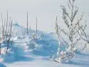 В Москву во вторник придут сильные морозы