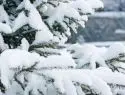 Легкий мороз ожидается в Москве в новогоднюю ночь