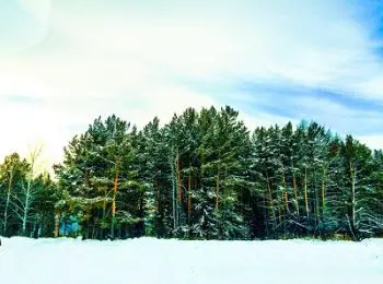 в хвое красноярских деревьев экологи обнаружили стронций, алюминий и никель - Сайт Газеты «Совершенно Секретно»