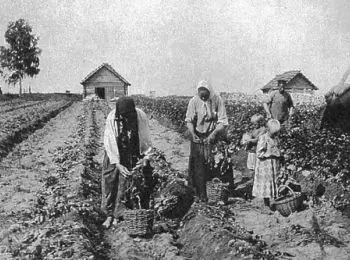 Как тартуфель стал «вторым хлебом» - Совершенно Секретно