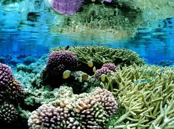 революция в европе приводит к апокалипсису в мировом океане - Сайт Газеты «Совершенно Секретно»