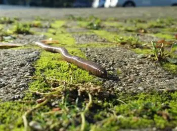 российские черви покоряют продуктовые полки азии - Сайт Газеты «Совершенно Секретно»