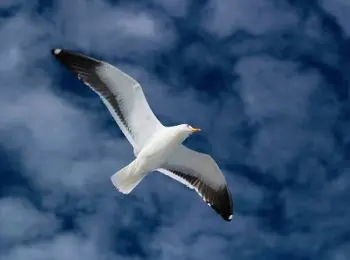 «Документальный» фильм «Чайка» оказался художественным вымыслом - Совершенно Секретно