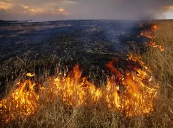 медведев запретил сжигать в россии сухую траву - Сайт Газеты «Совершенно Секретно»