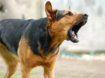 Тайны собачьего двора - Совершенно Секретно