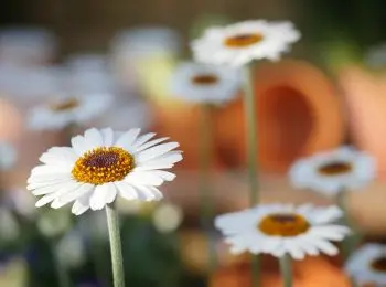 в москве потеплеет к 8 марта - Сайт Газеты «Совершенно Секретно»