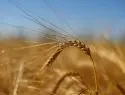 Россия отменила экспортную пошлину на пшеницу