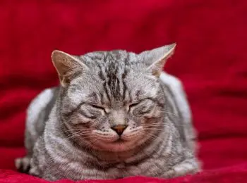 в рядах ростовских полицейских появился кот-консультант - Сайт Газеты «Совершенно Секретно»