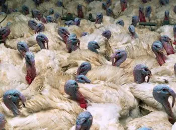 россия впервые будет продавать мясо индейки евросоюзу - Сайт Газеты «Совершенно Секретно»