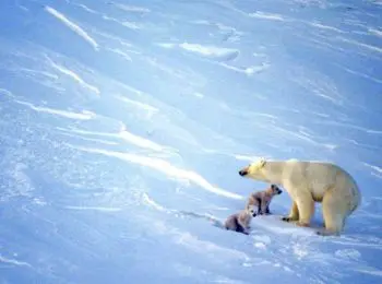 нефтегазовые олигархи и военные идут общим фронтом против экологов - Сайт Газеты «Совершенно Секретно»