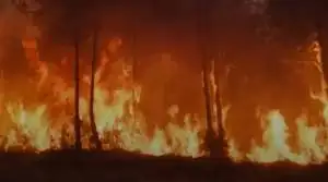 Во Франции по делам о лесных пожарах задержаны более 300 человек, 120 из них - несовершеннолетние