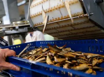 в россии прибалтийские шпроты заменили крымскими - Сайт Газеты «Совершенно Секретно»