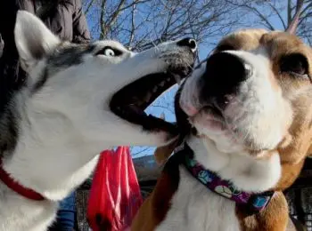 судебным приставам запретят арестовывать домашних животных за долги хозяев - Сайт Газеты «Совершенно Секретно»