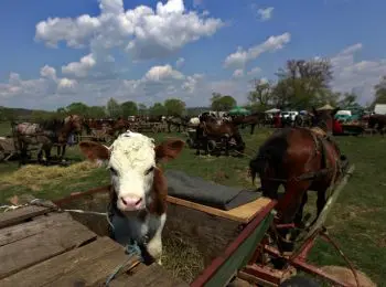россельхознадзор запретил ввоз в рф говядины из румынии - Сайт Газеты «Совершенно Секретно»