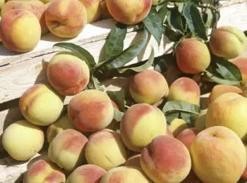 15 тысяч греческих семей пострадают из-за продовольственных санкций россии - Сайт Газеты «Совершенно Секретно»