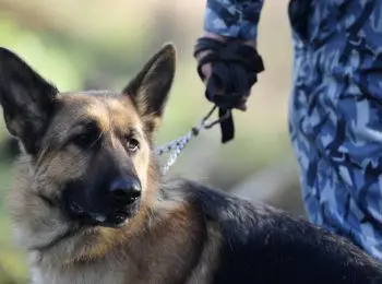 десять килограммов взрывчатки нашли на мосту под луганском - Сайт Газеты «Совершенно Секретно»