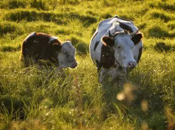 медведев отказался ограничивать поголовье скота в личных хозяйствах - Сайт Газеты «Совершенно Секретно»